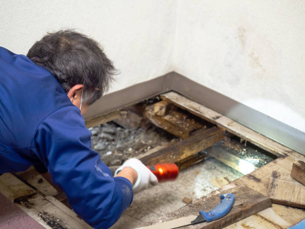 Professional Mold Removal in Lansing, IL