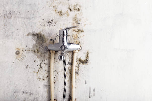 Best Certified Mold Removal  in Lansing, IL