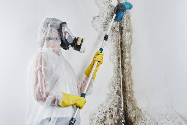 Best Emergency Mold Removal  in Lansing, IL