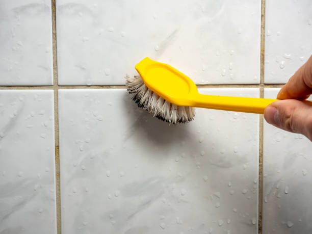 Professional Mold Removal in Lansing, IL