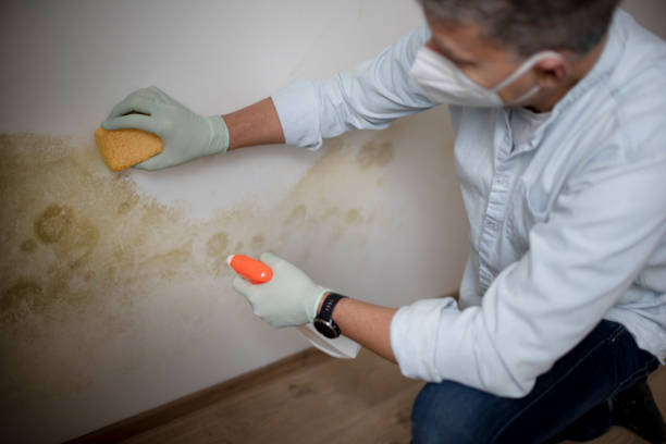 Best Mold Damage Repair  in Lansing, IL