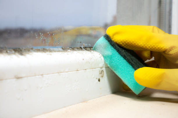 Best Office Mold Removal Services  in Lansing, IL