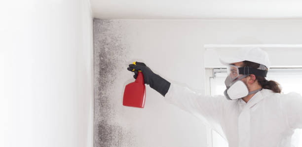 Best Toxic Mold Removal  in Lansing, IL