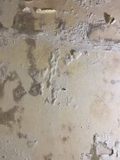 Best Home Mold Removal  in Lansing, IL