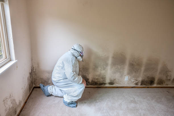 Best Attic Mold Removal  in Lansing, IL