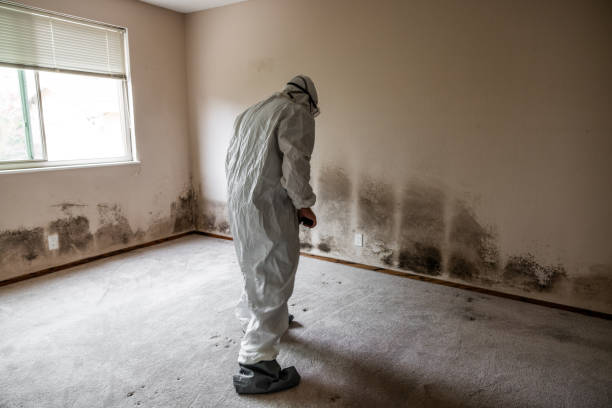 Best Black Mold Removal  in Lansing, IL