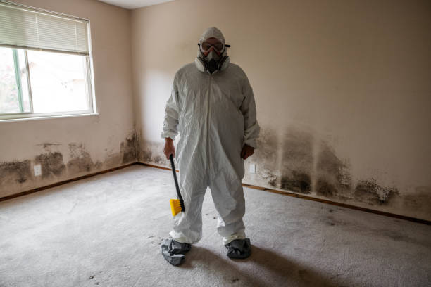 Crawl Space Mold Removal in Lansing, IL