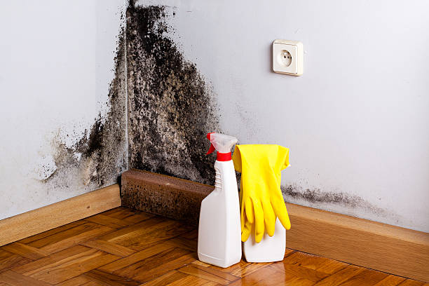 Best Crawl Space Mold Removal  in Lansing, IL