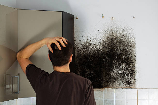 Best Crawl Space Mold Removal  in Lansing, IL