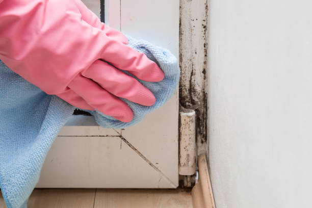 Best Fast Mold Removal  in Lansing, IL