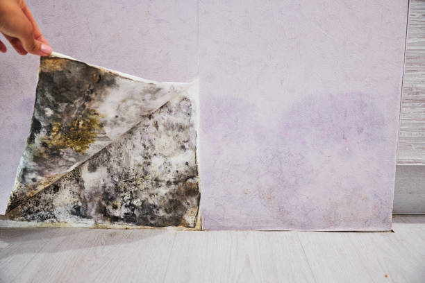 Best Professional Mold Removal  in Lansing, IL